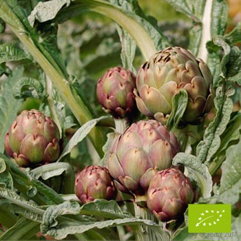 Karczochy BIO 500g