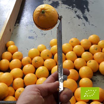 Siatka pomarańcze Navelina MAŁE na sok BIO 2kg
