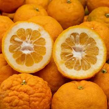 Cubotto gorzkie pomarańcze BIO 10kg